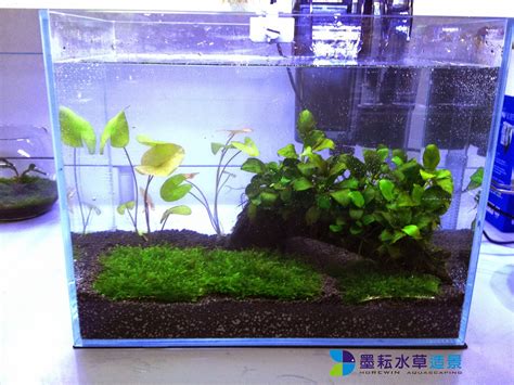 水草泥推薦|水草缸設缸新手入門